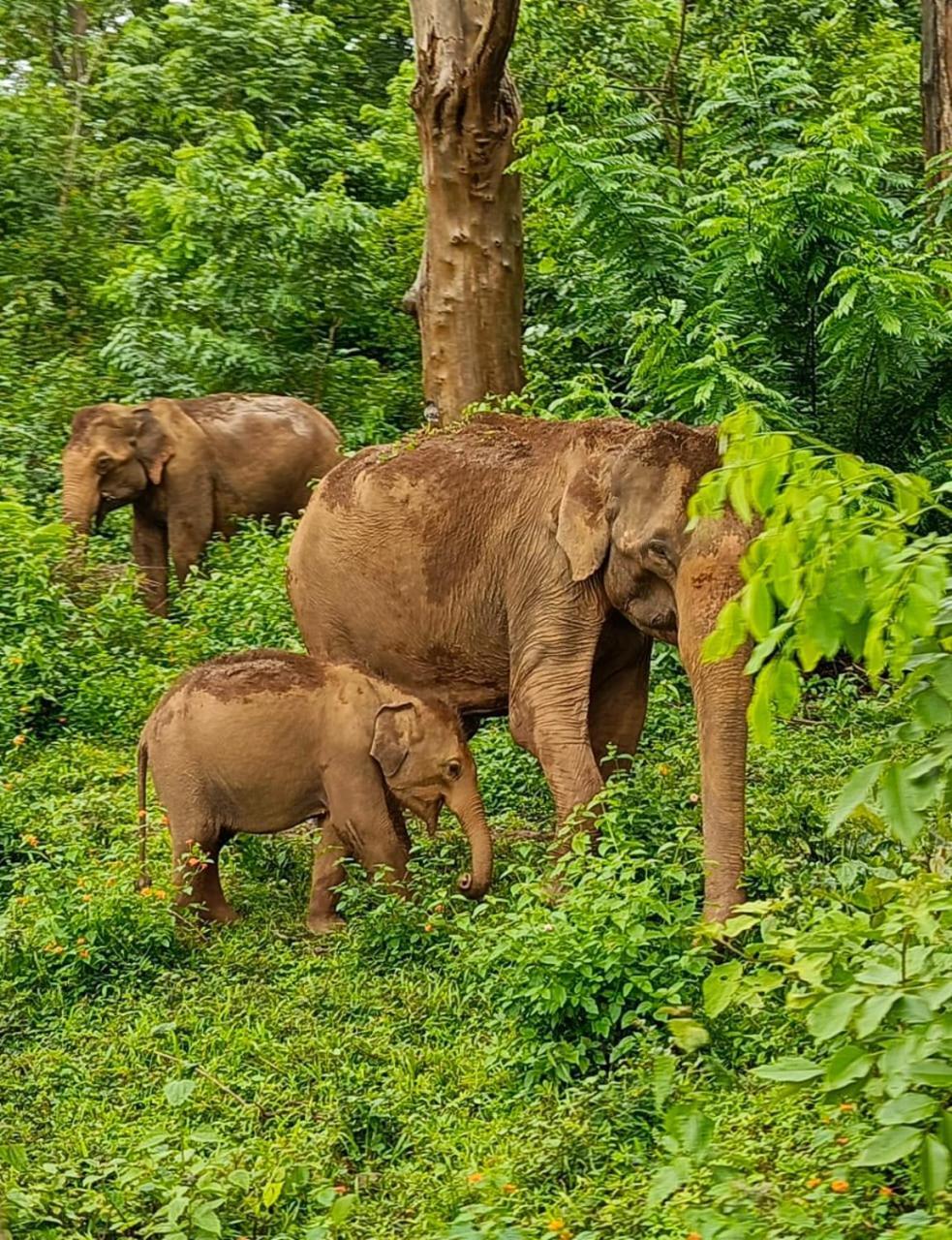 Kuruva Shoreline Wayanad Chegāt Εξωτερικό φωτογραφία