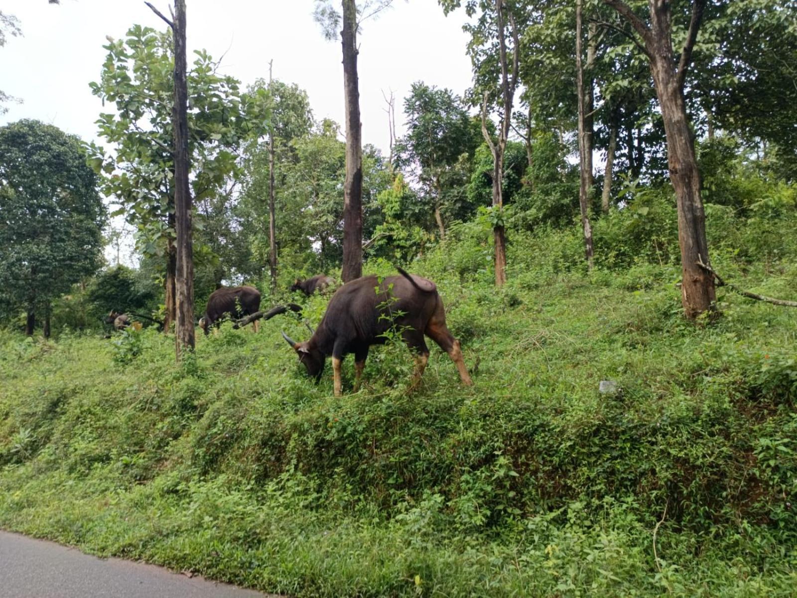 Kuruva Shoreline Wayanad Chegāt Εξωτερικό φωτογραφία